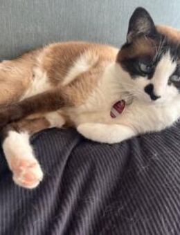 Liebevolle Familienkatze Maggie - Bad Camberg