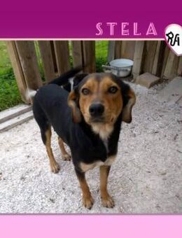 💟 STELA - GIBT ES EINE FAMILIE FÜR MICH - Alfeld (Leine)