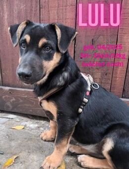 Lulu - Team Iuliana - Rinteln