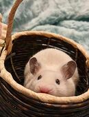 Goldhamster Männchen in 34225
