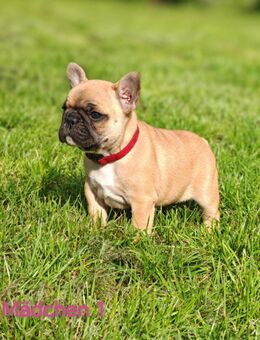 Süße Französische Bulldoggen Welpen - Fehrbellin