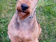 Airedale Terrier - Söhlde