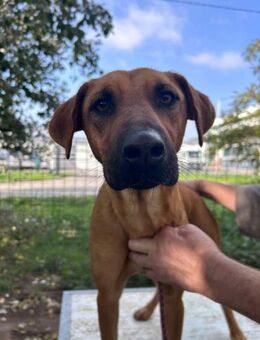 Vizsla Mix Hündin, 1 Jahr - Kappeln (Schleswig-Holstein)