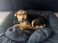 Zauberhafte Beleza❤️ sucht ihre Familie - Freilassing