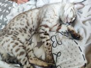 Snow Bengal katze - Apensen