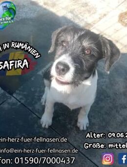 SAFIRA - Wasser überlebt-Familie gesucht - Waakirchen