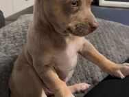 Chihuahua Welpe zu verkaufen - Berlin