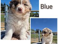 ❤️Wunderschöne ASCA Australian Shepherd Welpen ❤️ - Tann (Rhön)