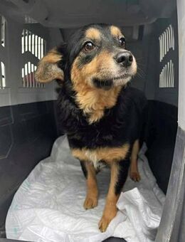 Pandora - Kleine Abenteurerin - Kabelhorst