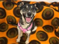 Linus sucht PS oder Zuhause ab Juni - Berlin