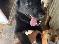 🐾liebevolle Lena sucht Herzensmenschen - Eislingen (Fils)