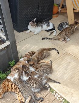 Bengal-EKH-Mix Kitten 2 Kater und 2 Katzen - Kriftel