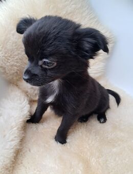 Bald abholbereit!! Noch 1 kleines Kuschelbärchen (rüden) chihuahua mix welpen (pomchi) - Mörfelden-Walldorf