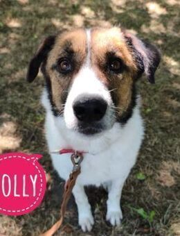 Dolly - Flörsheim-Dalsheim
