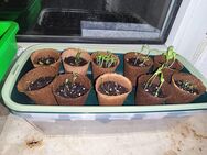 🌿 Bio-Jungpflanzen abzugeben – selbst vorgezogen! 🌿 - Duisburg