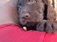 Labradoodle Welpen in 34346