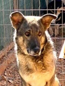 Lohnenswerte Herausforderung Valentino - Mettmann