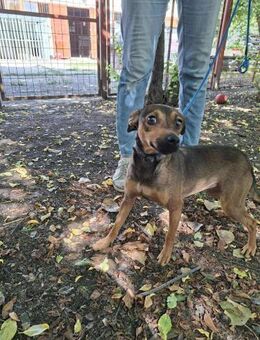 Die sanfte Orsi sucht Geborgenheit ! - Dortmund