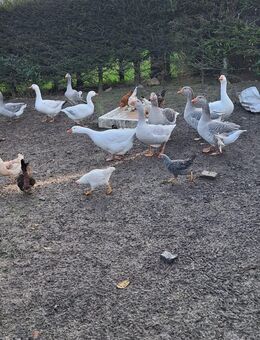 Gänse zu verkaufen - Striegistal