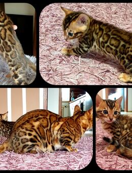 Bengal kitten mit Stammbaum - Ingolstadt