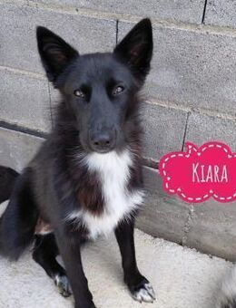 Kiara eine intelligente Pracht - Flörsheim-Dalsheim