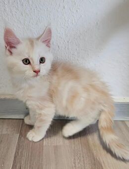 Ein maine coon Kater sucht noch - Osnabrück