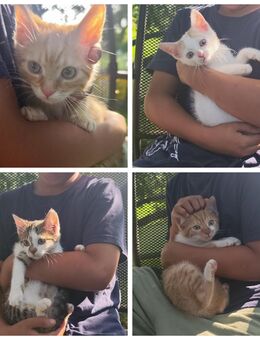 Unsere kleinen Flauschis suchen das passende Zuhause - Bamberg