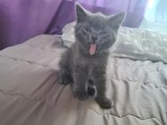 BKH Kitten Abgabereit - Gimbsheim
