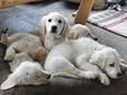 Golden Retriever welpen in 95697