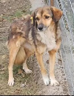 SADDY ♥ gerettet aus Tötung Slatina - Uetze