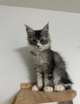 Wunderschöne XL Maine Coon - Berlin Reinickendorf
