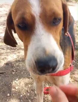 Seelenhund Rio in Braunfels - Aichwald
