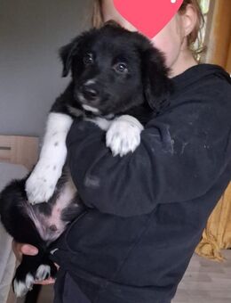 Border Colli/Harzer Fuchs Welpe Rüde, Mama Border - Papa Border/Harzer Fuchs - Plaaz