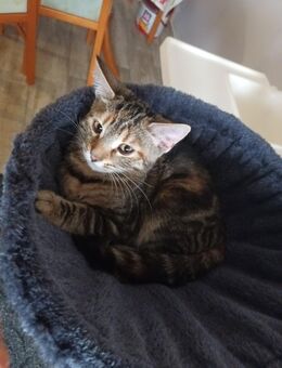 Eine Süsse Katze - Prenzlau
