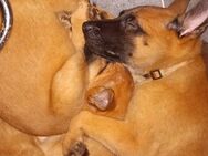 Malinois Belgischer Schäferhund - Dinslaken
