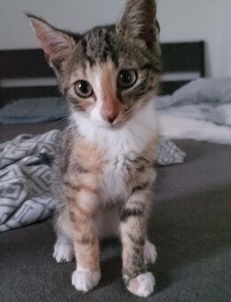 2 Kitten abzugeben - Delmenhorst