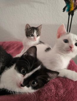 4 niedliche Babykätzchen suchen ein liebevolles Zuhause - Essen