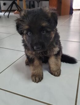 Deutsche Schäferhunde Welpen - Scheibenhardt