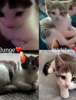 2 wunderschöne Katze/Kater zusammen 550 - Monheim (Rhein)