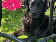 Lusy ein Familienhündin - Flörsheim-Dalsheim