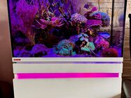 Meerwasser Aquarium Eheim Incpiria Marine 230 - Marktheidenfeld