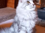 Merry, Maine Coon - Ruhland Zentrum