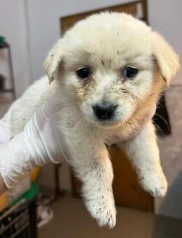 Welpe Sunny sucht ihre Herzensmenschen - Kallmünz