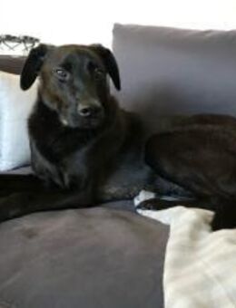 Der süße Limba möchte dich kennen lernen - München