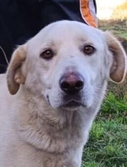 DORKA sucht ein eigenes Zuhause - Gefrees