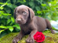 Labrador Welpen in Braun - Waldeck (Hessen)