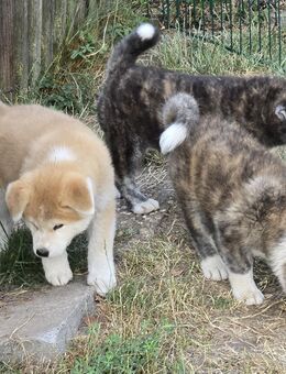 Reinrassige süße Akita-Inu Welpen abzugeben ! - Ebern