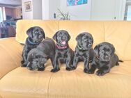 Labradorwelpen Schwarz mit Papieren - Wiedergeltingen