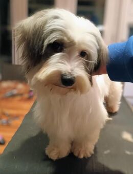 Roxy, hübsche, kleine Wuscheline - Köln