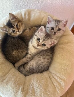 BKH Kitten - A-Wurf - Schramberg